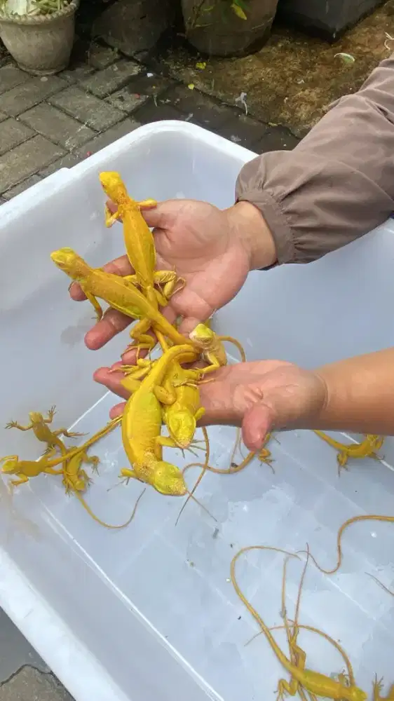 Iguana albino dan green