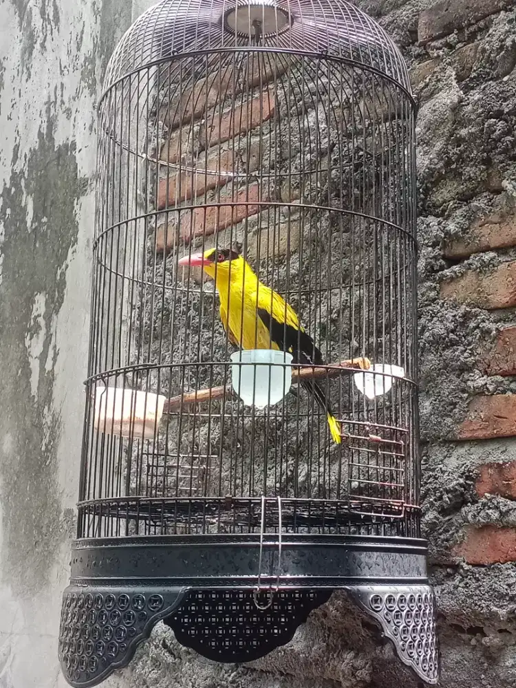 Burung kepodang emas sumbawa besar lawas