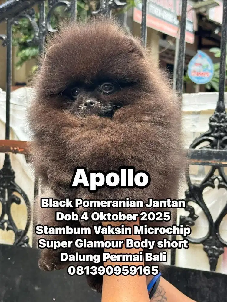 Black Pomeranian jantan