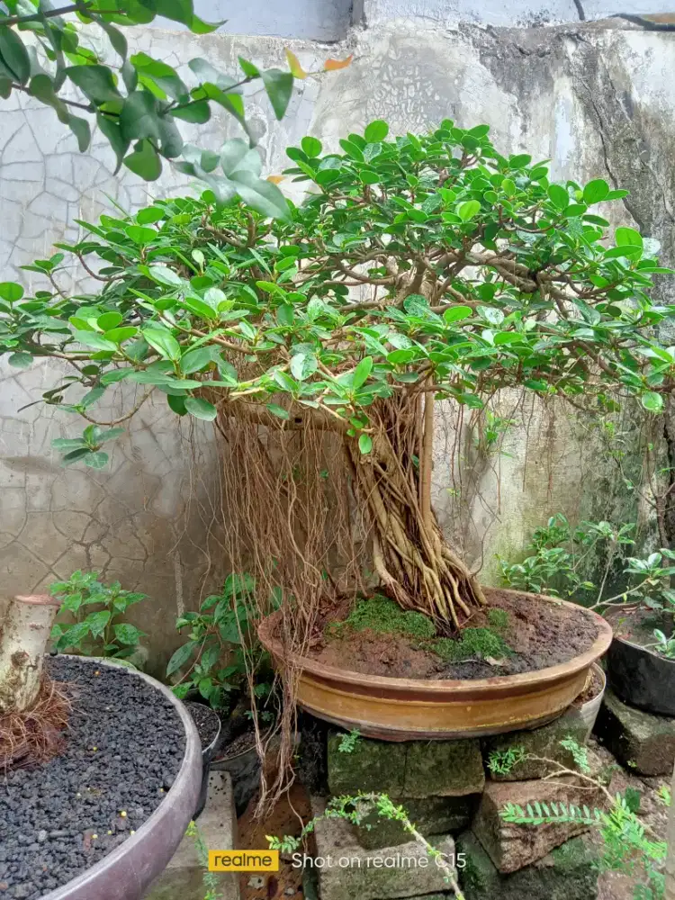 Bonsai beringin dolar