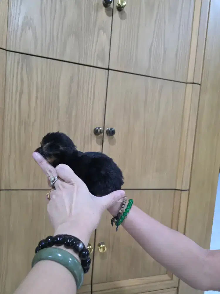 Yorkshire terrier (yorkie) Betina super kecil