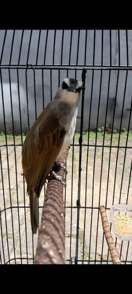 BURUNG CRUKCUK ROPEL GACOR BURJA