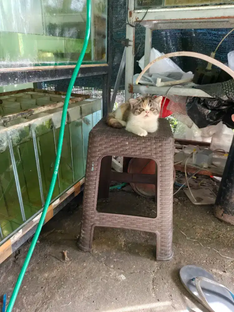 Kucing peaknose exotic betina