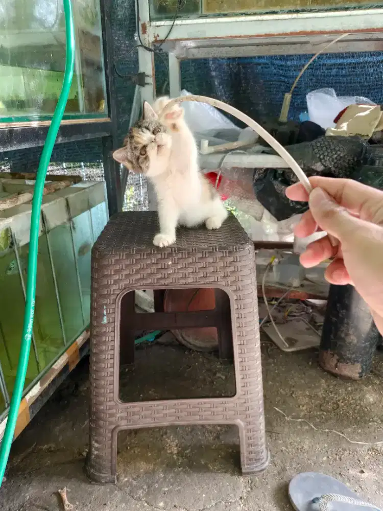 Kucing peaknose exotic betina