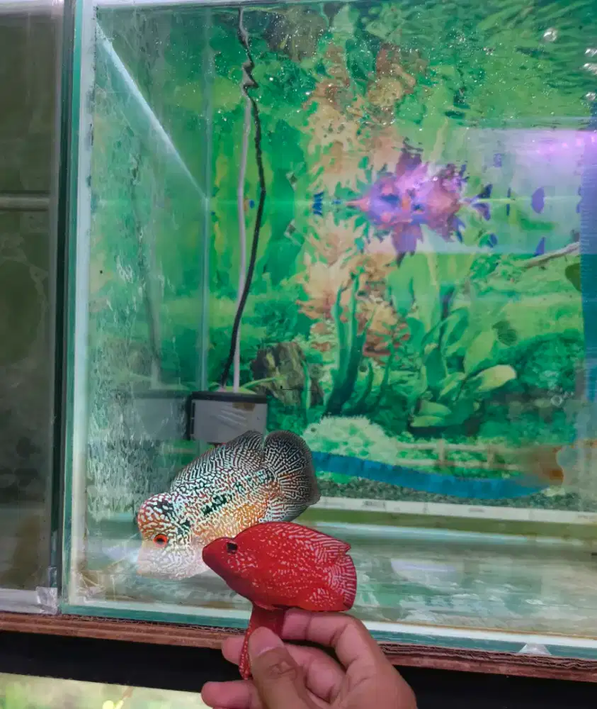 Ikan louhan cencu free marking