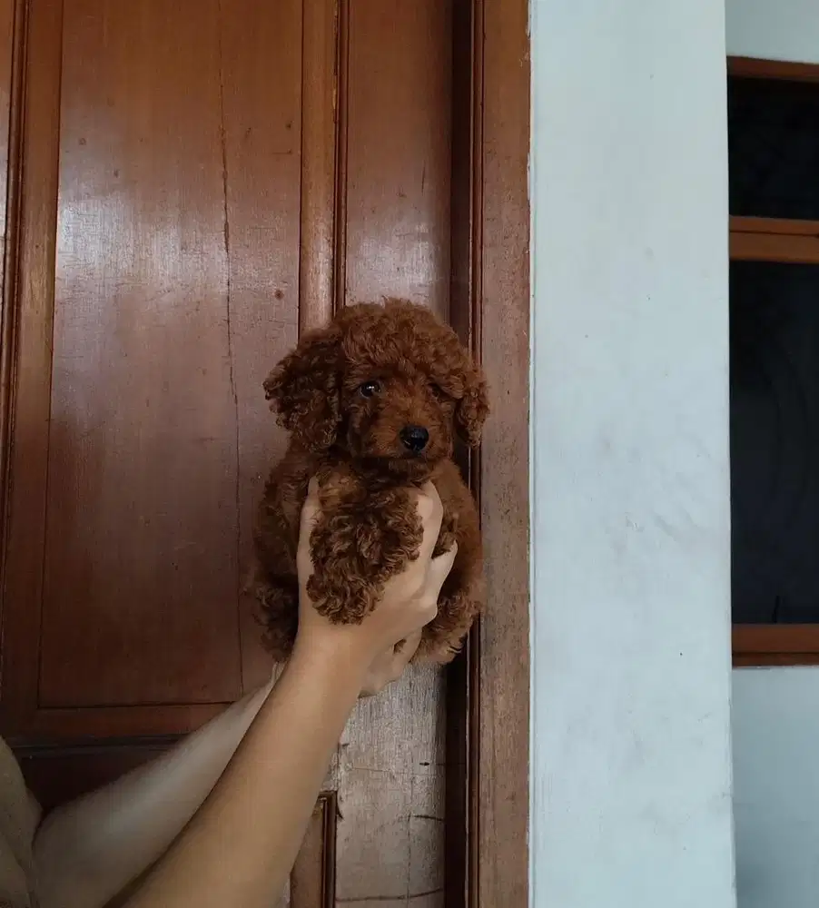 Anjing / puppies RTP betina cute poodle