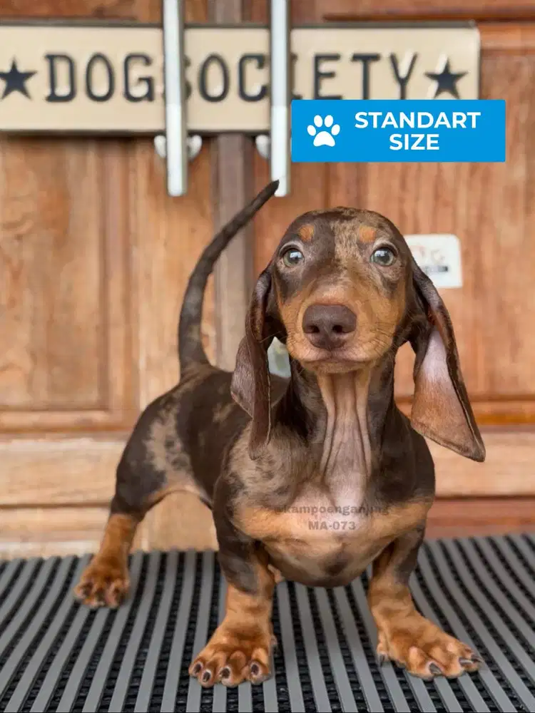 Dachshund Smoothcoat Puppy Imut