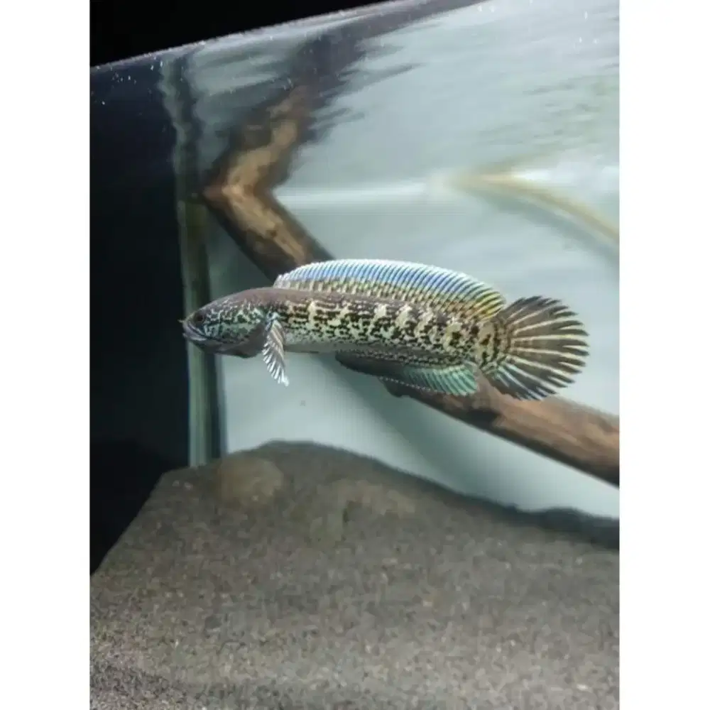 Chana auranti grade A