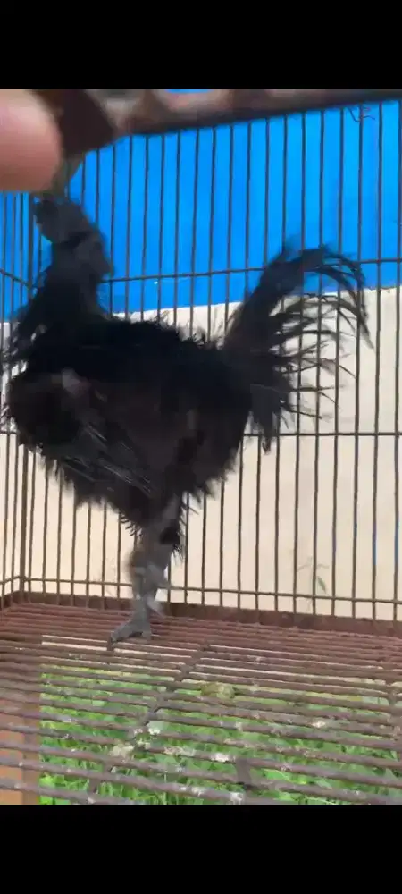 Ayam Cemani Bulu Walik