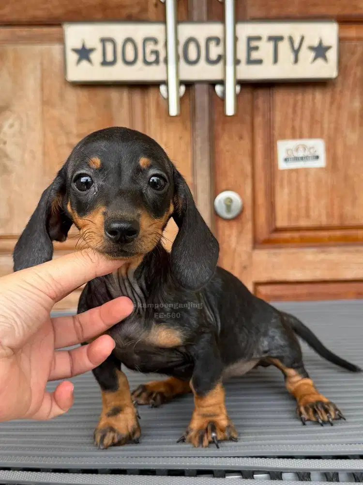 Smoothcoat Dachshund Lucu dan Lincah
