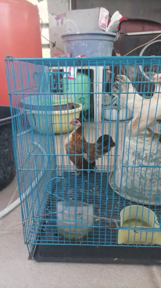 Ayam serama 2 ekor aj yg coklat dan jantan nya