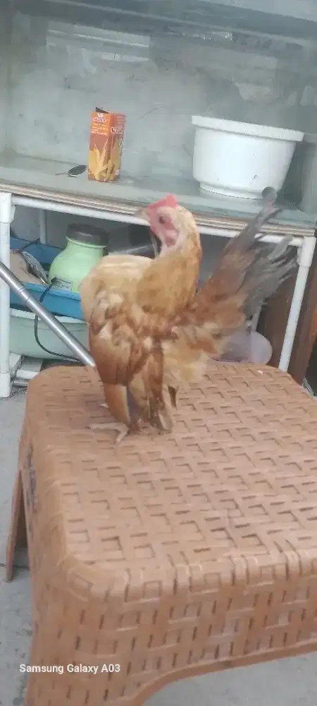 Ayam serama nya bosku jantan
