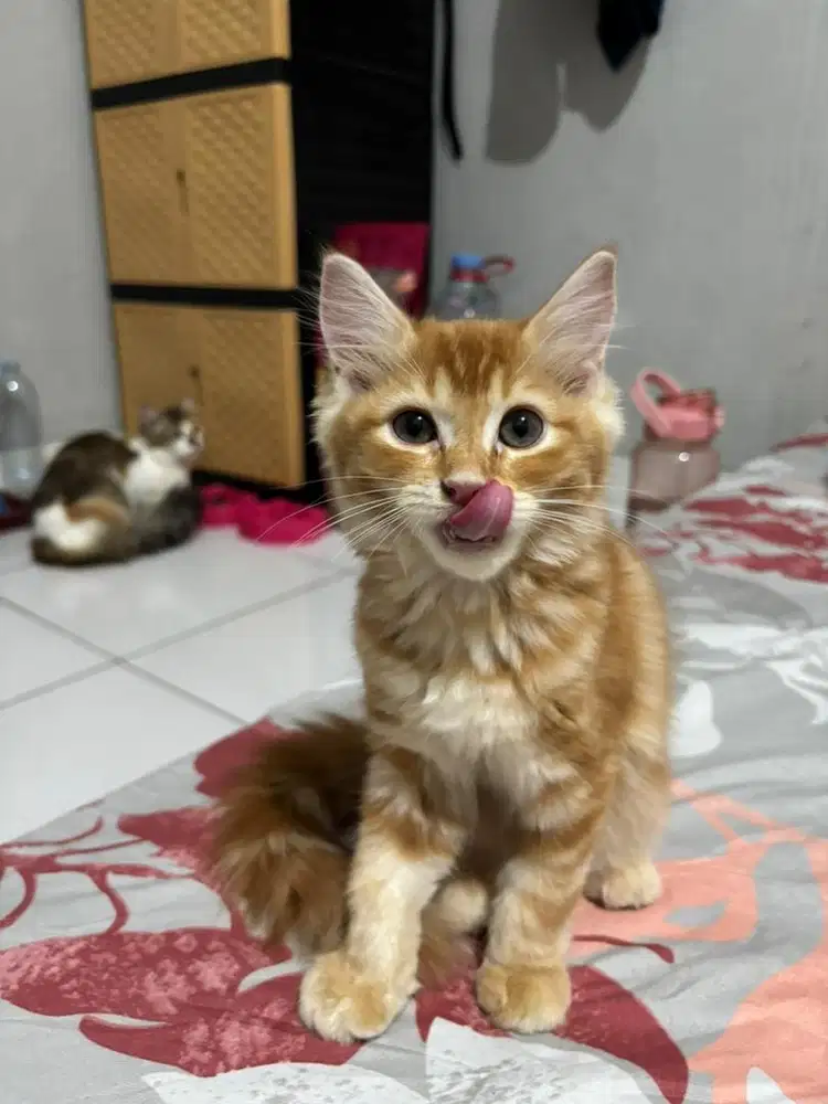 Kucing persia 3bulan
