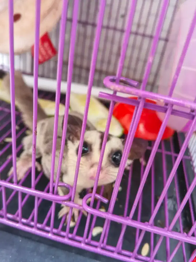Sugar Glider Joey Jantan White Face 3 bulan