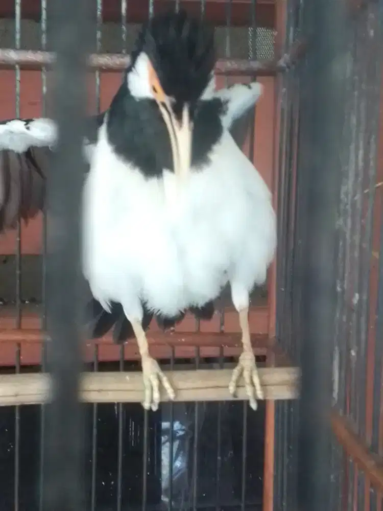 JALAK SUREN GACORR BOCOR MOMPA ISIAN JINAK 1 JUTA FULSET