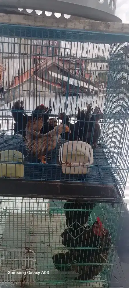 Ayam kate nya bosku borongan aj ni
