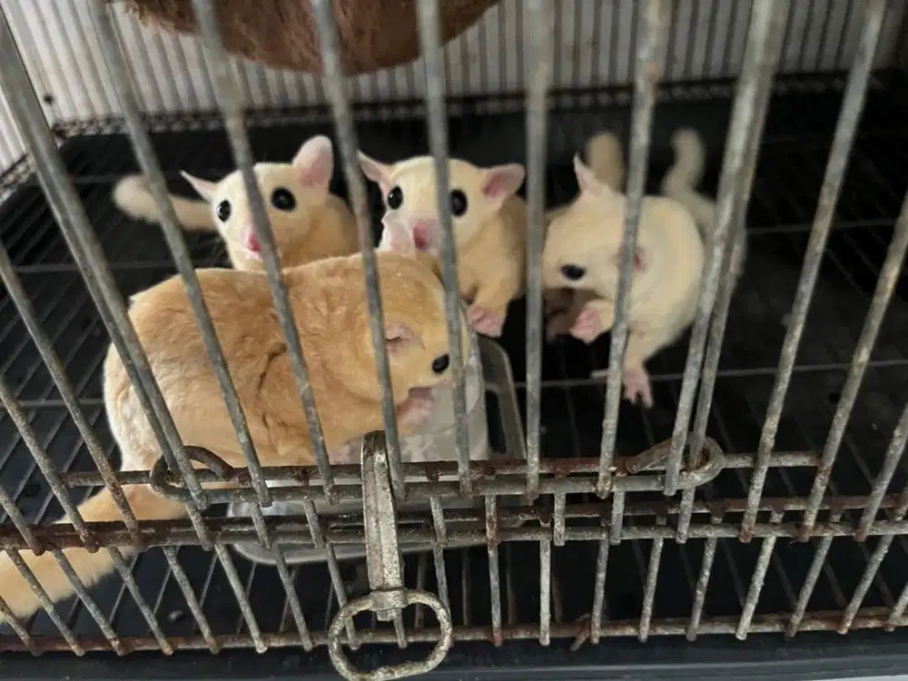 Sugar Glider Leucistik