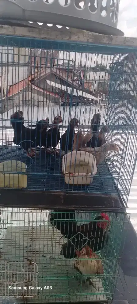 Yo bosku ayam kate nya berminat gas aj