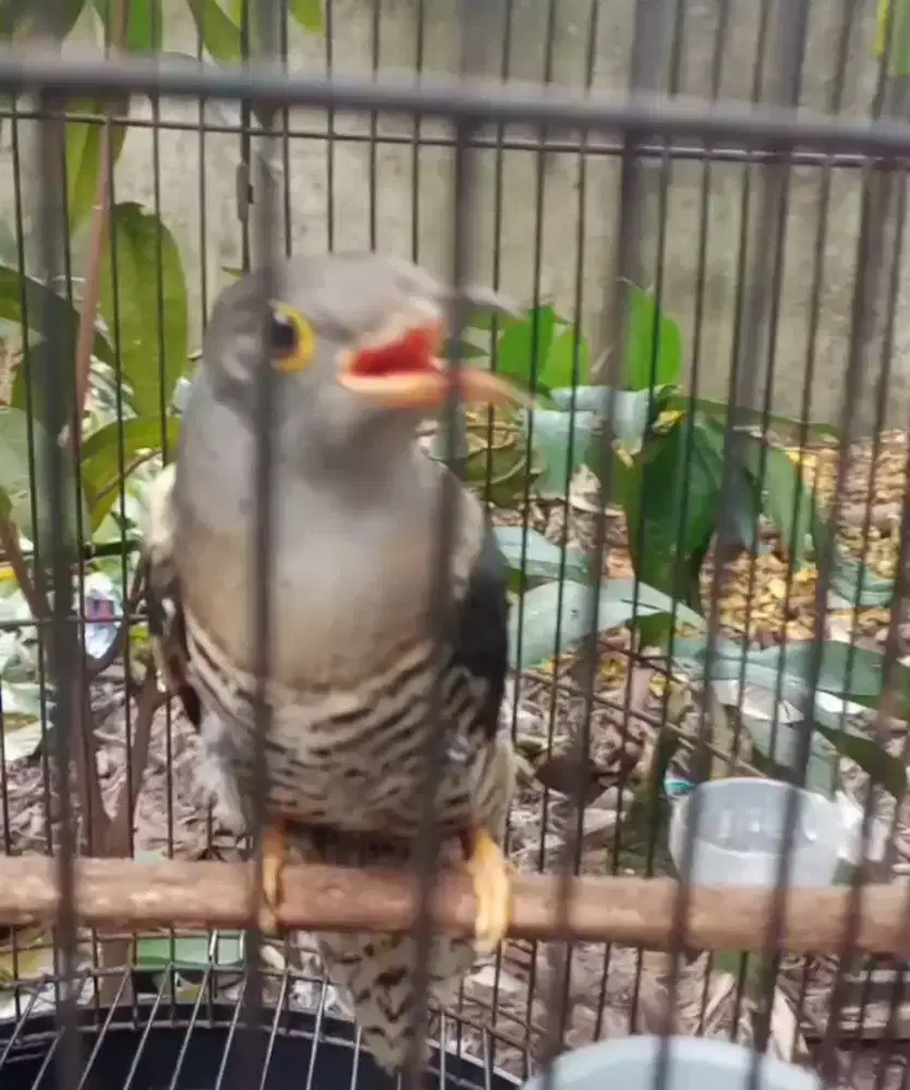 Burung kedasih abu/ kangkong ranting