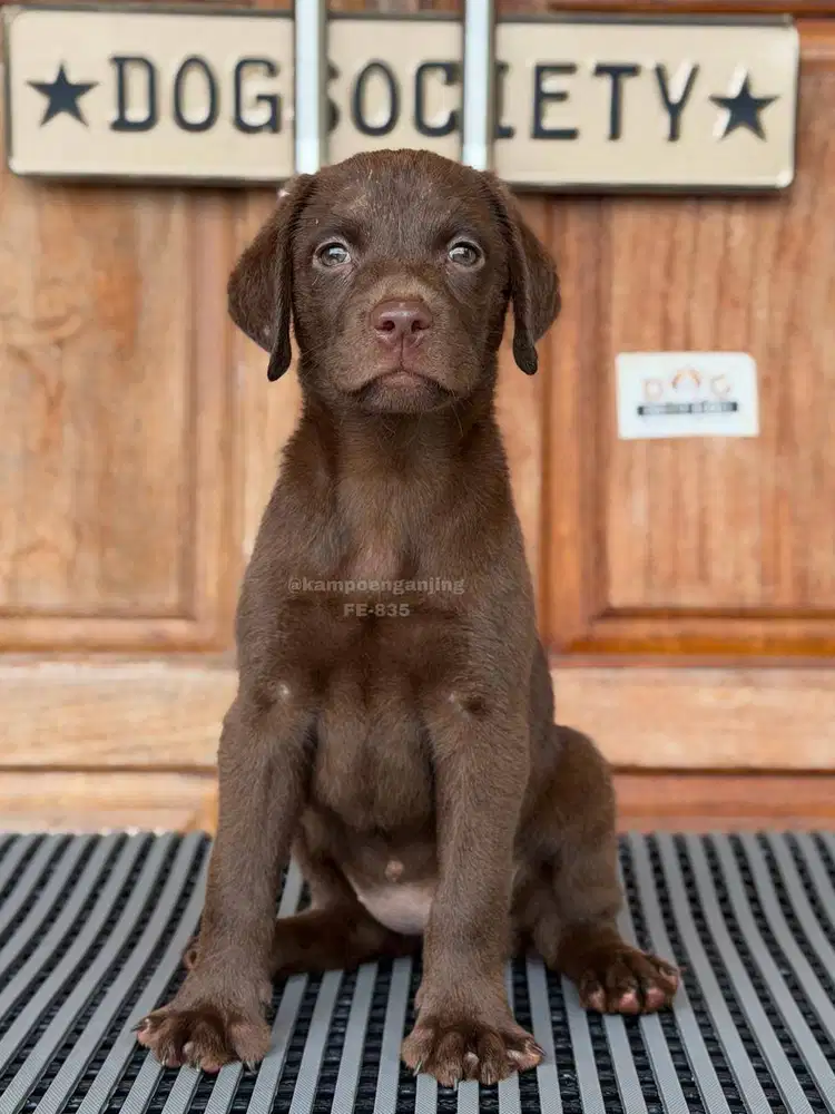 Labrador Retriever Pintar dan Ramah