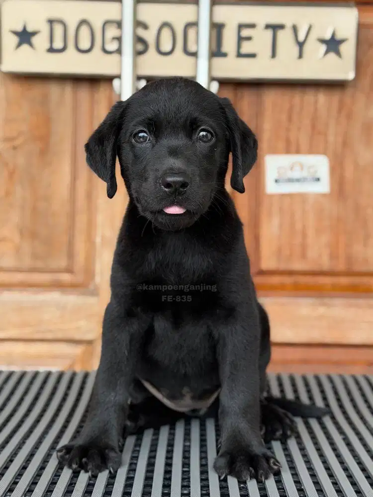 Puppy Labrador Retriever Manis