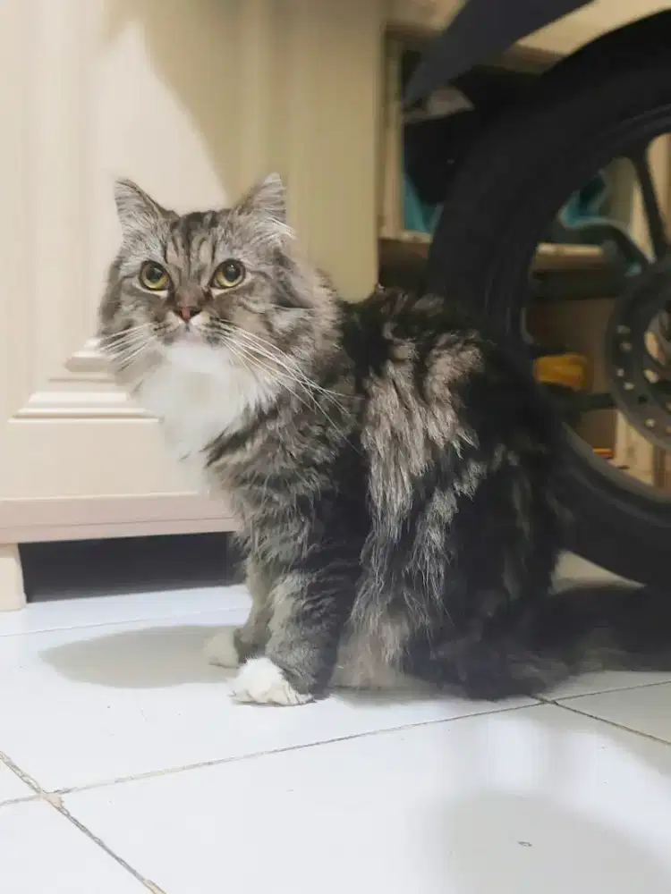 Open adopt kucing persia