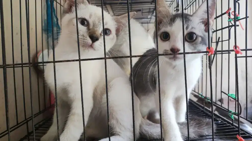 Kucing hima dan abu persia