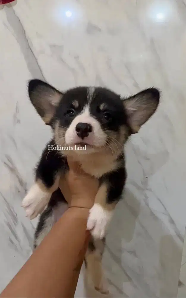 Dijual anak anjing puppy Corgi jantan\male tri color vaksin stambum