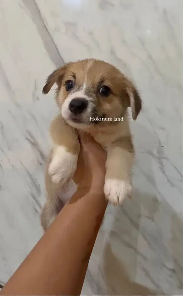 Dijual anak anjing puppy Corgi jantan\male sable white vaksin stambum