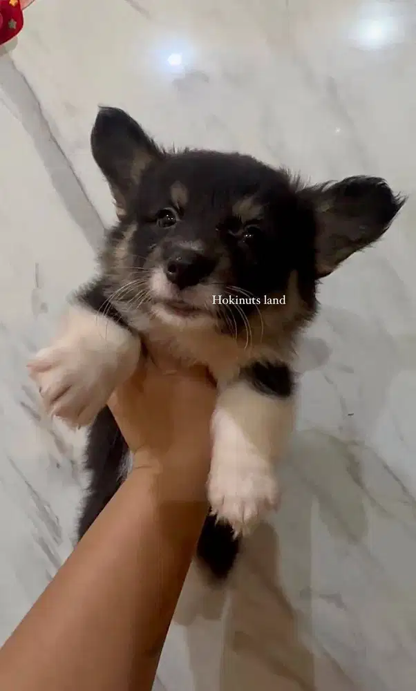 Dijual anak anjing puppy Corgi betina/female tri color vaksin stambum