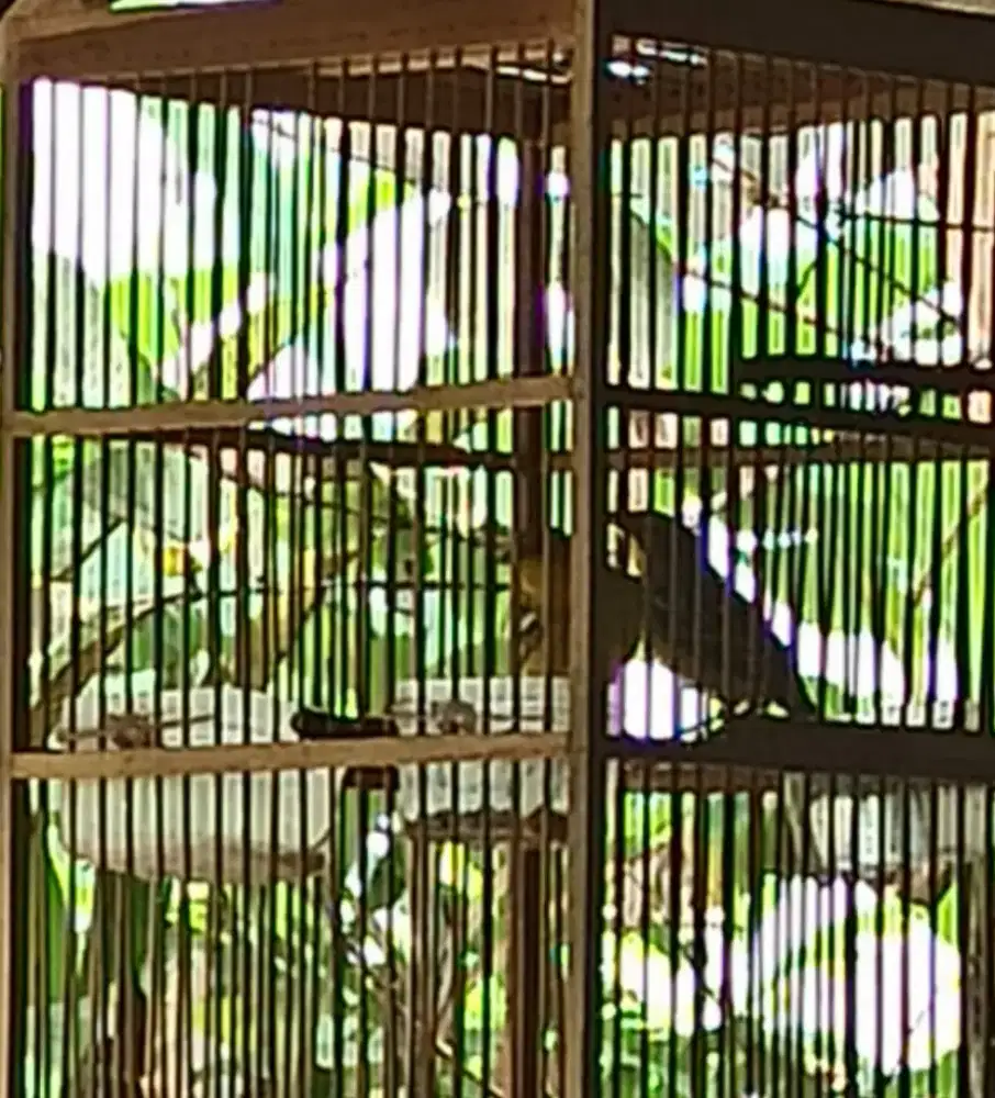 Sirtu sepasang semivoer