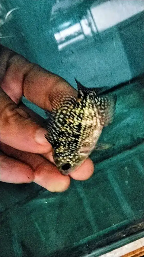 Louhan kamfa f2 thailand