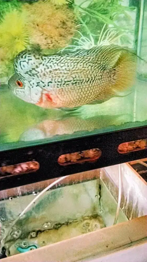 Louhan cencu jenong crosshead