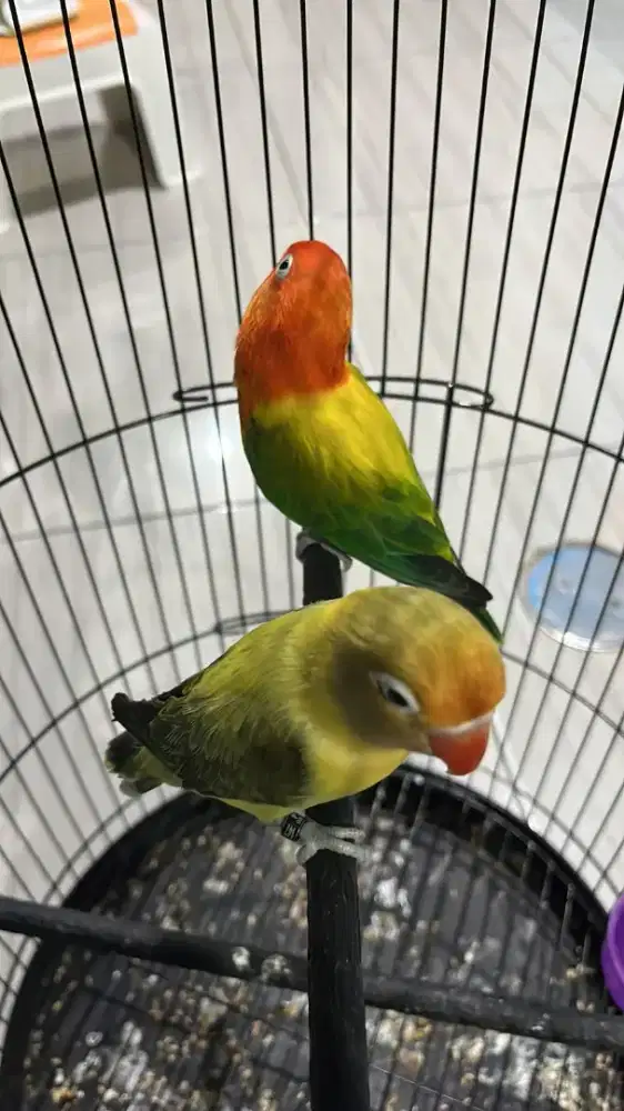 Sepasang warna idaman