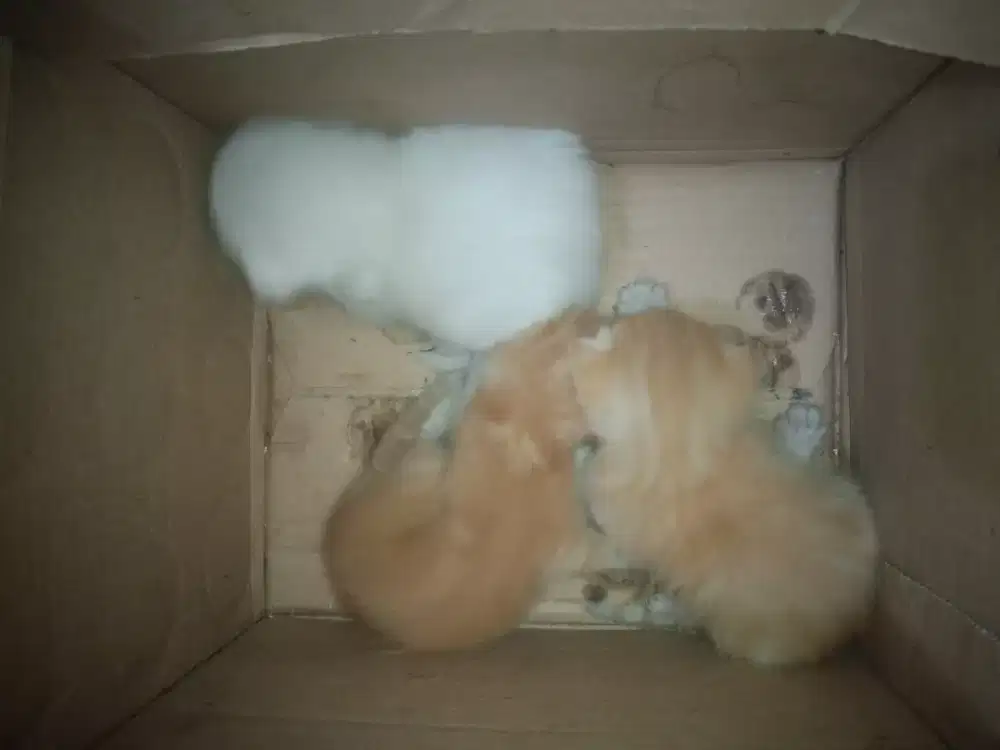 Di lepas kitten Himalaya mix