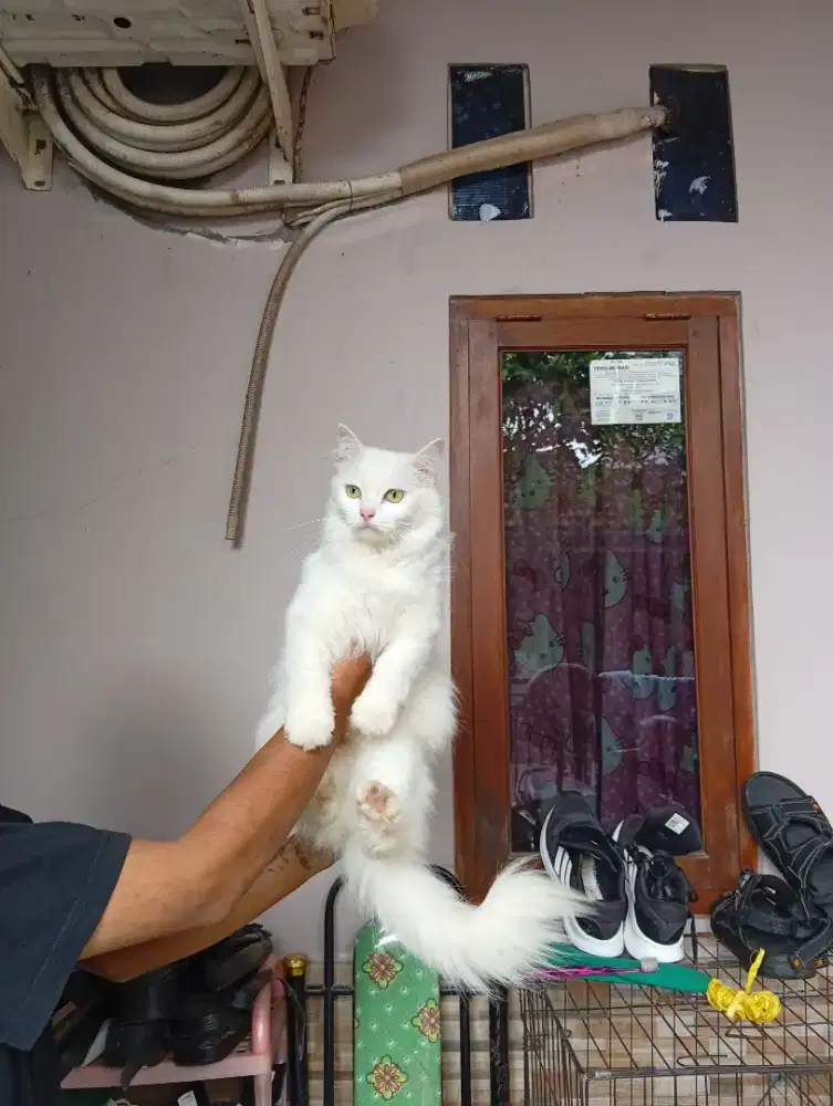 Jual kucing Ras Murni Anggora/Persia turki Putih Salju