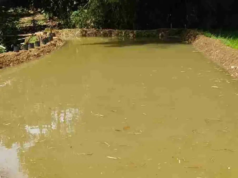 JUAL CEPAT BALONG CIMAUNG GUNUNG PUNTANG