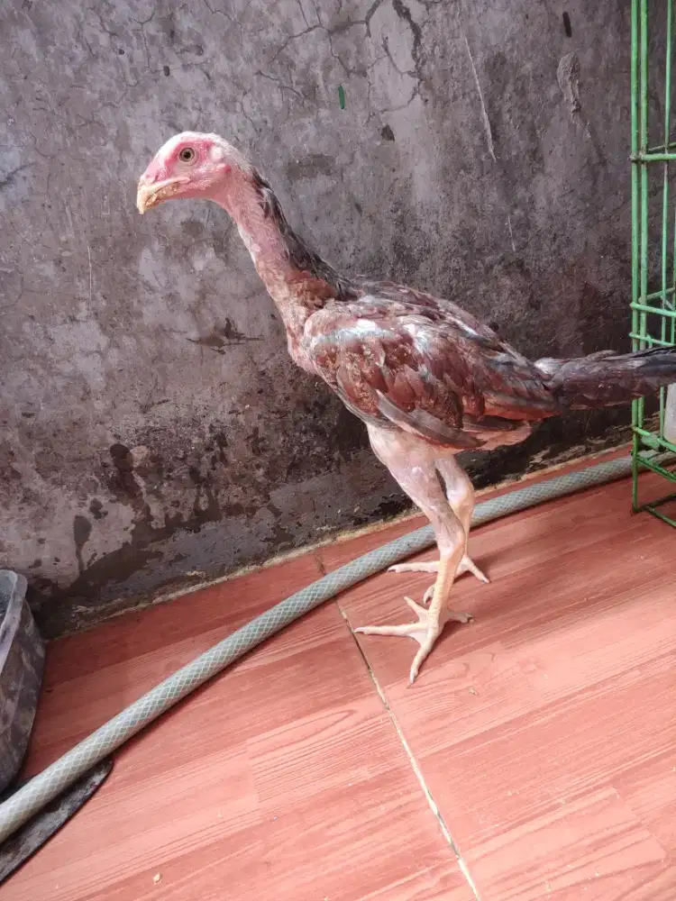 Ayam pakoy x pakoy usia 3 bulan