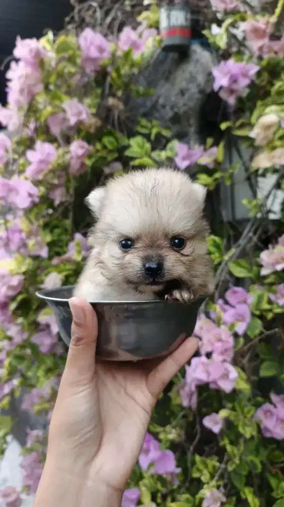 Minipom Puppies Male Female