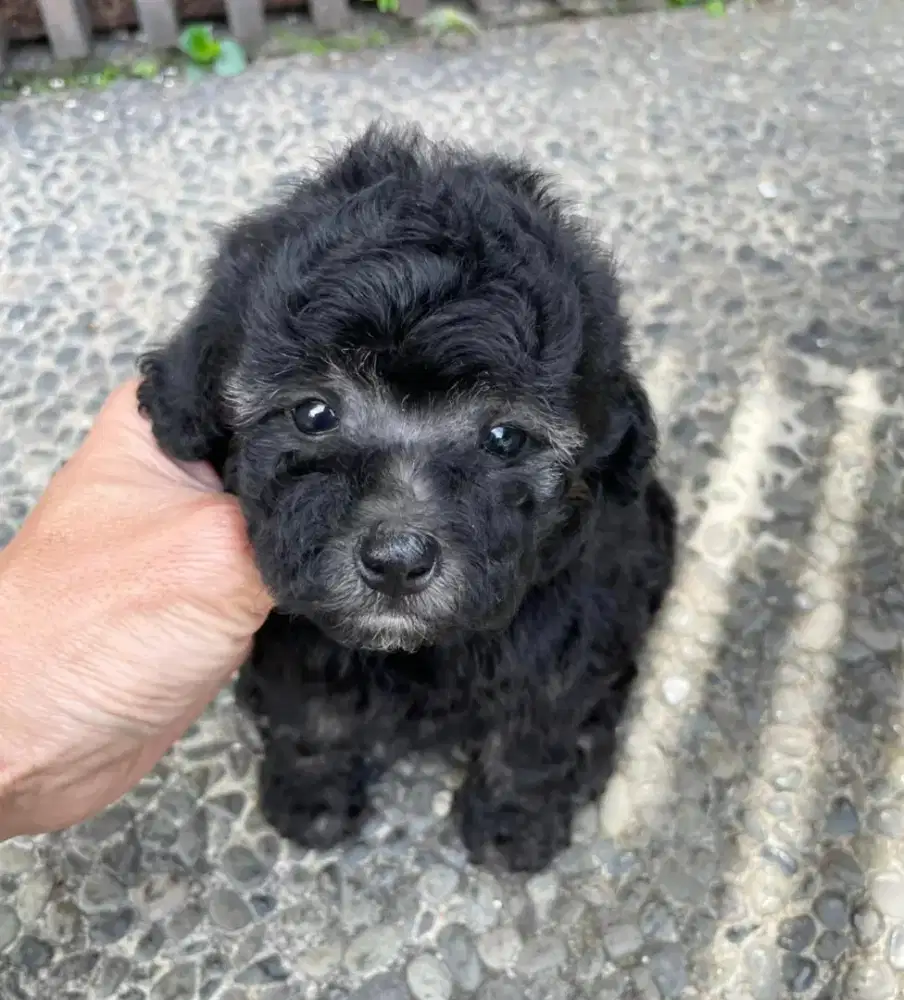 Tiny silver poodle Female