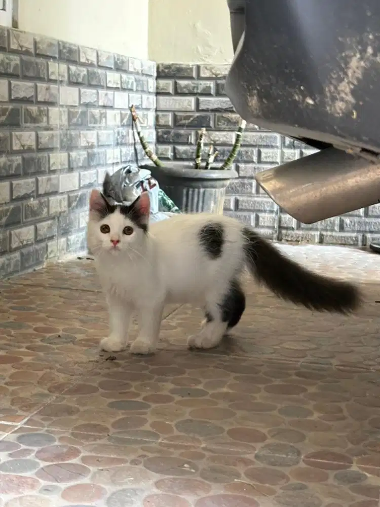 Jantan 2,5bulan anak dari indukkan american curl dan permed