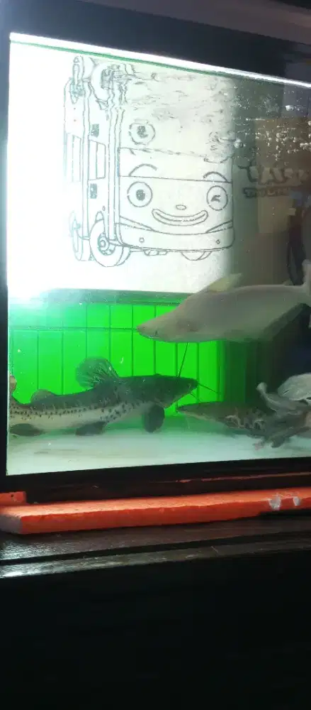 Ikan ikan hias dan predator