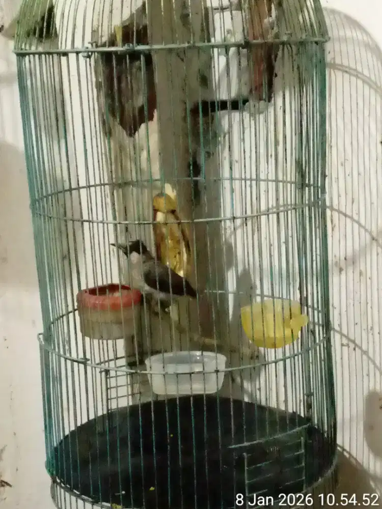 burung kutilang plus kandang besi