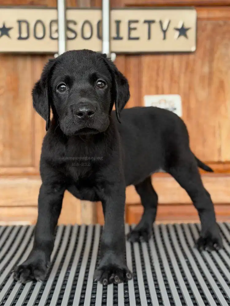 Labrador Retriever Penyayang