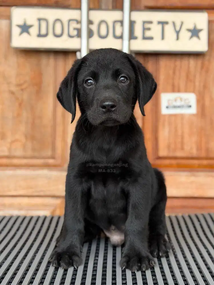 Puppy Labrador Lucu dan Lincah