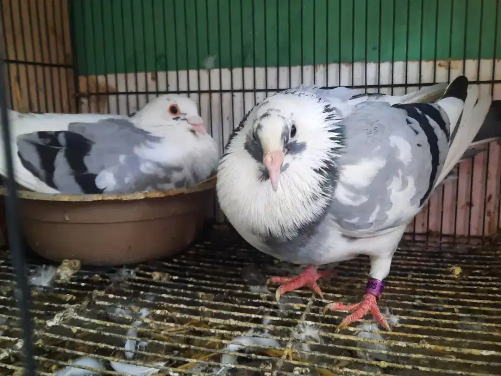 Sepasang Merpati Pos