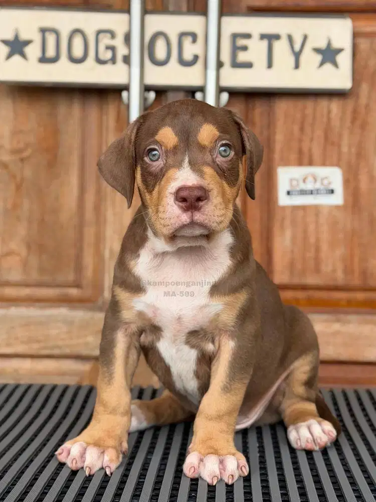 Pitbull Imut Setia Keluarga