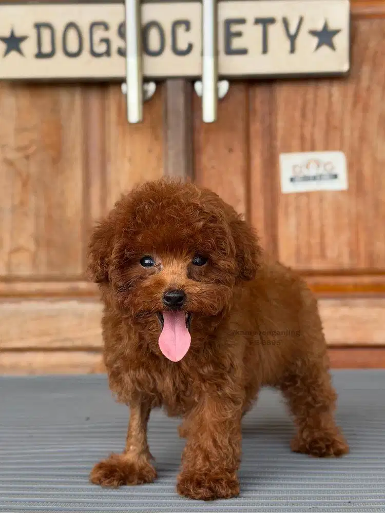 Poodle Mini Pintar dan Ceria