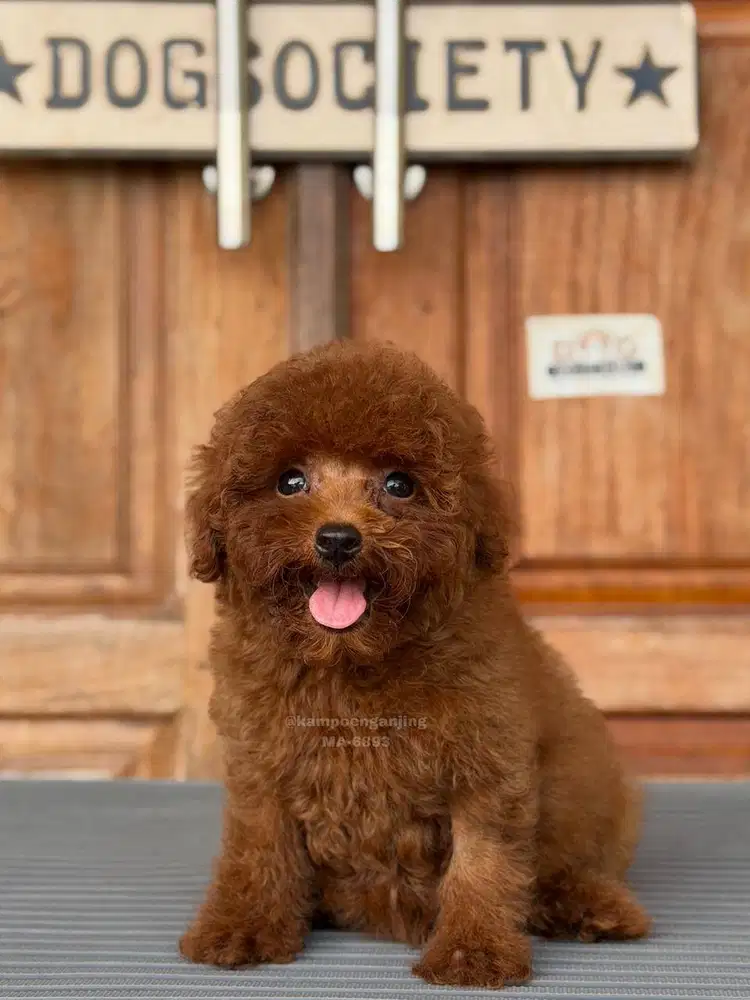 Puppy Poodle Manis dan Lincah