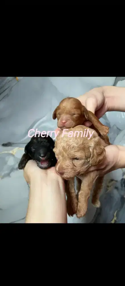 Open adop Poodle 3 betina